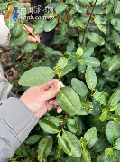 宁波地产春茶采摘时间将比往年略有推迟 宁波地产春茶采摘时间将比往年略有推迟
