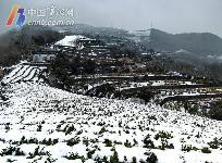 宁波地产春茶采摘时间将比往年略有推迟 宁波地产春茶采摘时间将比往年略有推迟