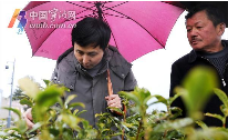 宁波地产春茶采摘时间将比往年略有推迟 宁波地产春茶采摘时间将比往年略有推迟