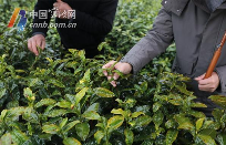 宁波地产春茶采摘时间将比往年略有推迟 宁波地产春茶采摘时间将比往年略有推迟