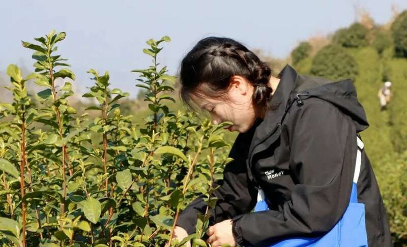 春到黔北茶飘香!正安2025年首批春茶开采 春到黔北茶飘香!正安2025年首批春茶开采