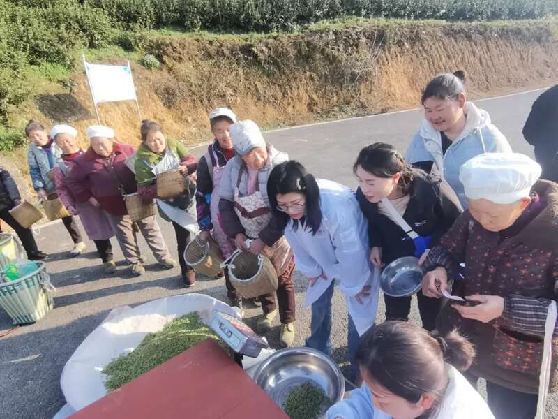 春到黔北茶飘香!正安2025年首批春茶开采 春到黔北茶飘香!正安2025年首批春茶开采