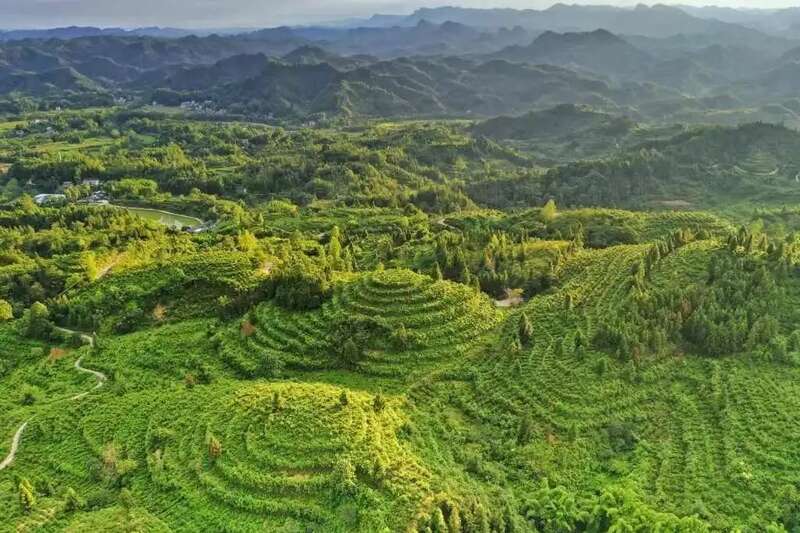 新华社发重磅长文:来凤藤茶如何花30年时间“出山”又出圈 新华社发重磅长文:来凤藤茶如何花30年时间“出山”又出圈