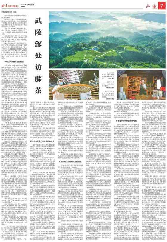 新华社发重磅长文:来凤藤茶如何花30年时间“出山”又出圈 新华社发重磅长文:来凤藤茶如何花30年时间“出山”又出圈