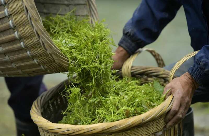 新华社发重磅长文:来凤藤茶如何花30年时间“出山”又出圈 新华社发重磅长文:来凤藤茶如何花30年时间“出山”又出圈