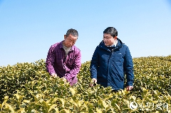 全国人大代表广德市新杭镇金鸡笼村党总支书记杨广奇:“沏”好一杯致富茶 全国人大代表广德市新杭镇金鸡笼村党总支书记杨广奇:“沏”好一杯致富茶