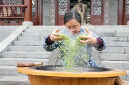四川绵竹:人勤不负春光好 春茶采摘正当时 四川绵竹:人勤不负春光好 春茶采摘正当时