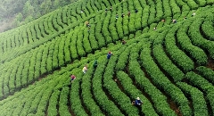 贺州:茶香四溢,产业腾飞 贺州:茶香四溢,产业腾飞