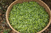 贺州:茶香四溢,产业腾飞 贺州:茶香四溢,产业腾飞