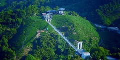 贺州:茶香四溢,产业腾飞 贺州:茶香四溢,产业腾飞
