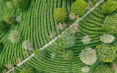 贺州:茶香四溢,产业腾飞 贺州:茶香四溢,产业腾飞
