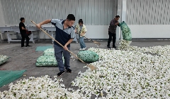 栀子花茶产业顺势涨价,四川茶企扩产转型 35元→5元!栀子花不再“天价”,产业链却更“香”