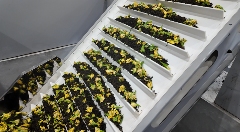 栀子花茶产业顺势涨价,四川茶企扩产转型 35元→5元!栀子花不再“天价”,产业链却更“香”