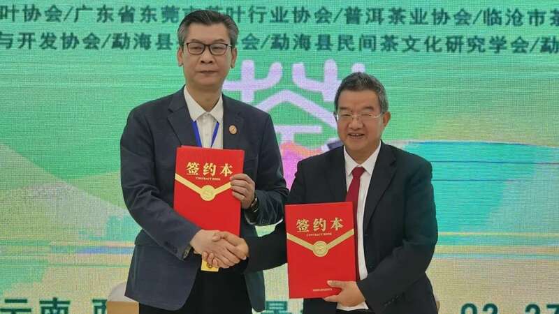 西双版纳茶产业发展现状与区域协同路径分析 西双版纳2025年茶产业发展形势交流研讨会在景洪召开