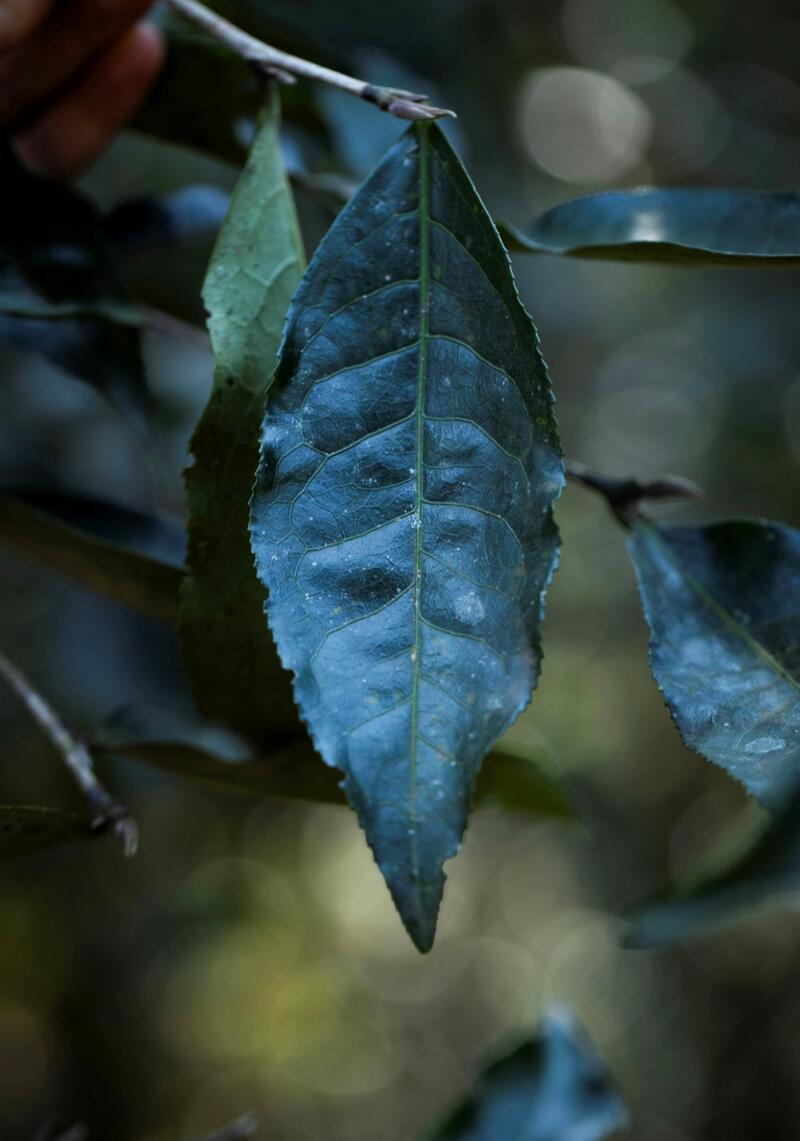 低效奇迹:高杆古树茶为何成茶中珍品 老同志入山里-布朗山1号