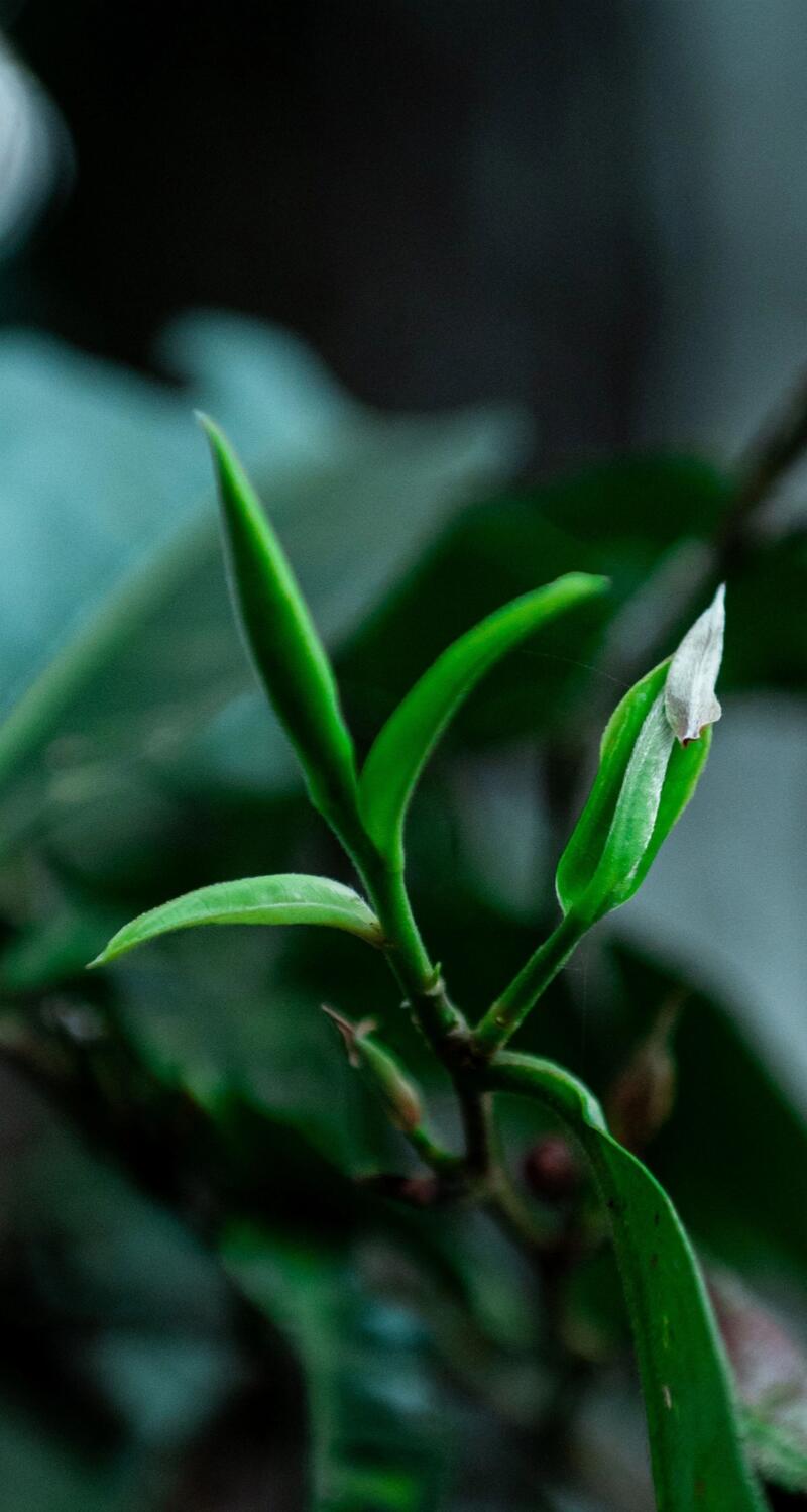 低效奇迹:高杆古树茶为何成茶中珍品 老同志入山里-布朗山1号