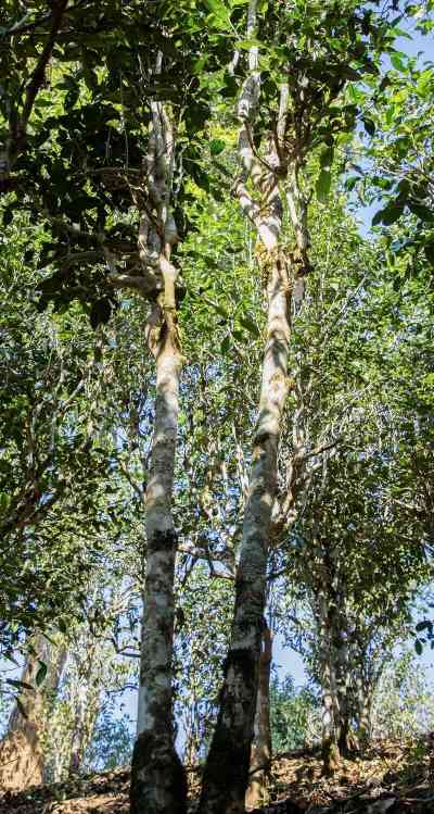 低效奇迹:高杆古树茶为何成茶中珍品 老同志入山里-布朗山1号