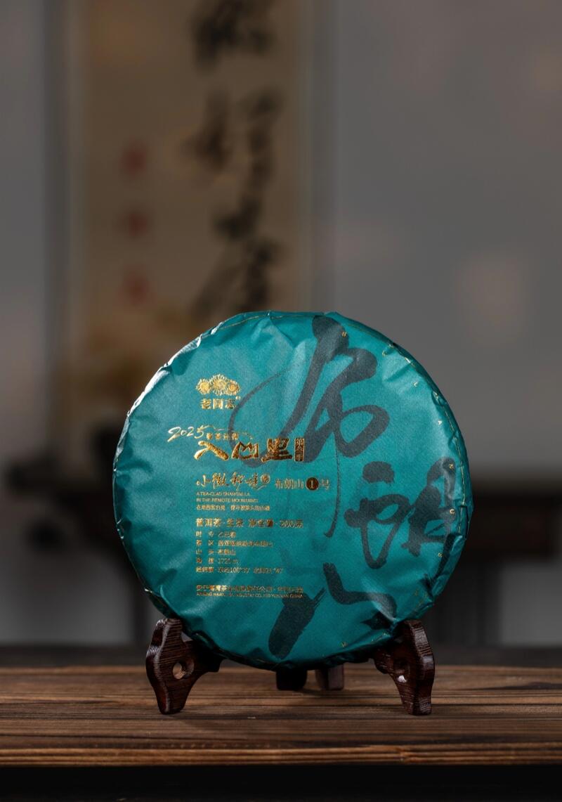 低效奇迹:高杆古树茶为何成茶中珍品 老同志入山里-布朗山1号