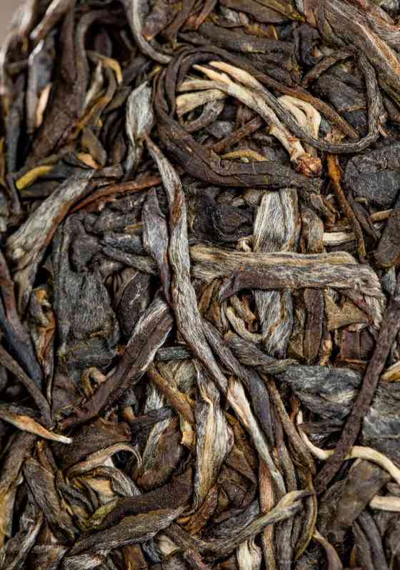 低效奇迹:高杆古树茶为何成茶中珍品 老同志入山里-布朗山1号