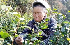 春茶采摘忙 正安县乌牛早助力群众增收 春到黔北茶飘香!正安2025年首批春茶开采