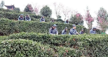 绵竹春茶飘香 采茶带动村民就业 产业振兴新篇章 四川绵竹:人勤不负春光好 春茶采摘正当时