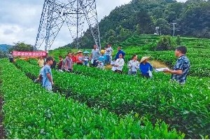 冬季茶园管护技术指导助力春茶增产优质 冬季茶园管护技术指导助力春茶增产优质
