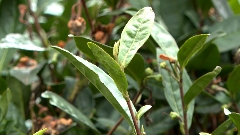 普定县全力备战春茶采摘 精准管理护航品质 普定:春茶采摘倒计时 多举措备战开采