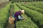 桂东茶产业振兴推动非遗传承与文旅融合新篇章 桂东:3万多人吃上“茶叶饭”统筹做好文化产业、科技创新