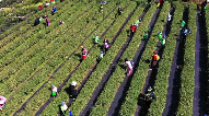 北川苔子茶复合栽培助力生态与经济双赢 四川北川“茶业”春管正当时 传技助增收
