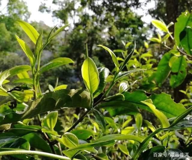 普洱茶难成大品牌:天然特性与人文精神的双重制约 普洱茶难成大品牌:天然特性与人文精神的双重制约