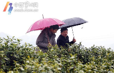 春茶防寒关键措施:及时施肥与科学管护 宁波地产春茶采摘时间将比往年略有推迟