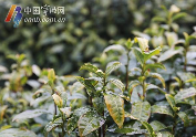 春茶防寒关键措施:及时施肥与科学管护 宁波地产春茶采摘时间将比往年略有推迟