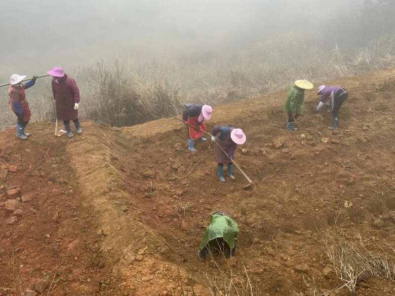 茶园改种新品种 提升大田美人茶品质与产量 大田:补植茶园力促茶产业发展