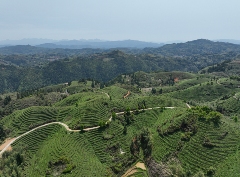 茶园改种新品种 提升大田美人茶品质与产量 大田:补植茶园力促茶产业发展