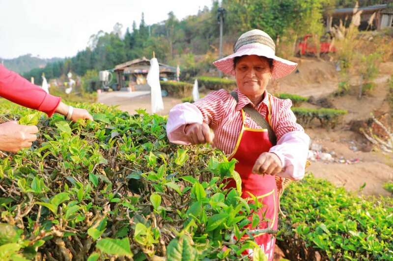 春茶采摘正当时,乡村振兴添活力 人勤春早 茶香四溢 江城县首批春茶抢“鲜”开采