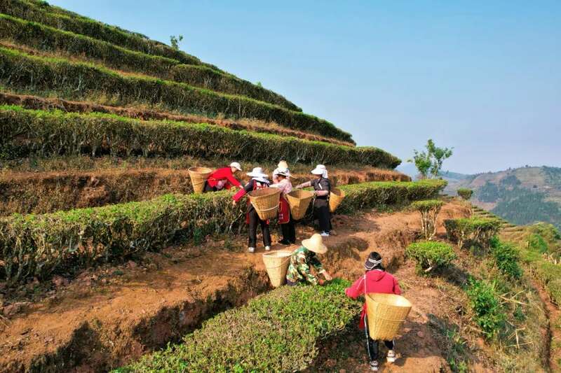 春茶采摘正当时,乡村振兴添活力 人勤春早 茶香四溢 江城县首批春茶抢“鲜”开采