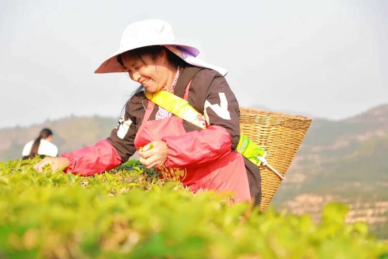 春茶采摘正当时,乡村振兴添活力 人勤春早 茶香四溢 江城县首批春茶抢“鲜”开采