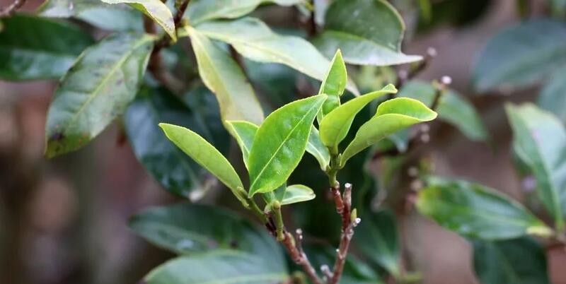 野茶种植铺就乡村振兴新路径 “小茶叶”书写乡村振兴“大文章”!通衢镇华新村野茶飘香