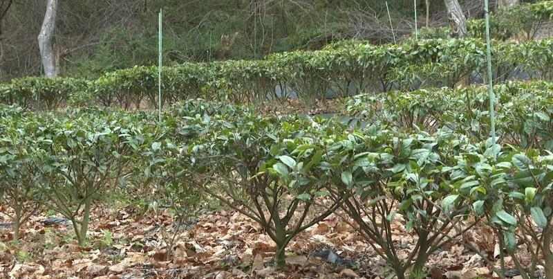 野茶种植铺就乡村振兴新路径 “小茶叶”书写乡村振兴“大文章”!通衢镇华新村野茶飘香
