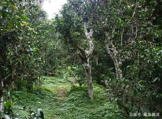 普洱古树茶真正年份揭秘及选购指南 普洱古树茶真正年份揭秘及选购指南