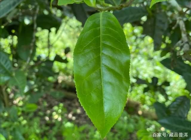 普洱古树茶真正年份揭秘及选购指南 普洱古树茶真正年份揭秘及选购指南