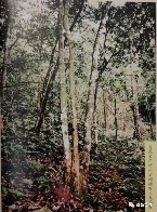 96真淳雅号:易武茶复兴里程碑 96真淳雅号:易武茶复兴里程碑