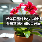 给茶园备好养分 中峰镇畜禽粪肥还田项目开展 给茶园备好养分 中峰镇畜禽粪肥还田项目开展